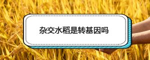 雜交水稻是轉(zhuǎn)基因嗎