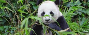 大熊貓吃什么
