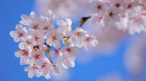 又到一年春暖花開作文800字