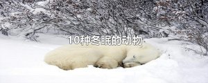 10種冬眠的動(dòng)物