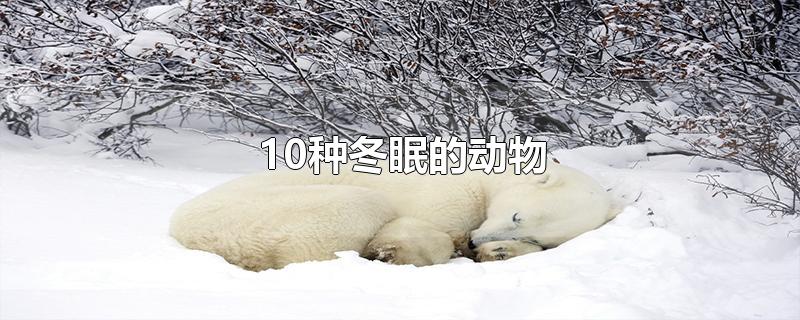 10種冬眠的動(dòng)物