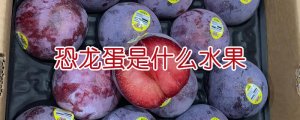 恐龍蛋是什么水果