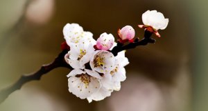 梅花我愛你作文600字