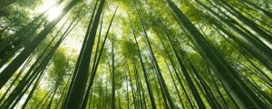 竹子是草還是樹(shù)