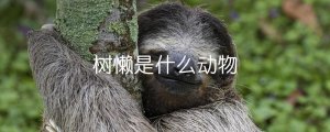 樹懶是什么動物