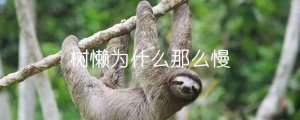 樹懶為什么那么慢