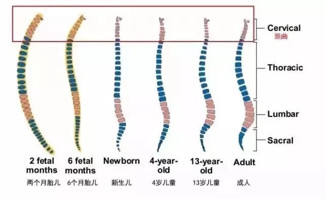新生兒需要枕頭嗎