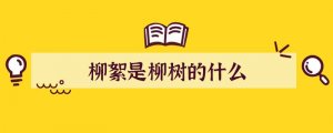 柳絮是柳樹的什么