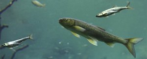魚需要喝水嗎