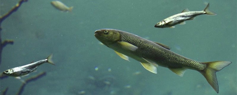 魚需要喝水嗎