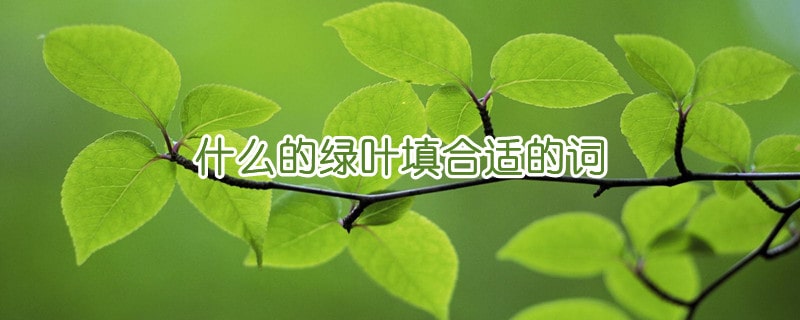 什么的綠葉填合適的詞