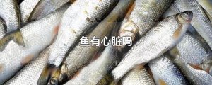 魚有心臟嗎