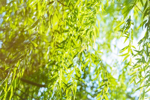 描寫春風(fēng)的詩句50句