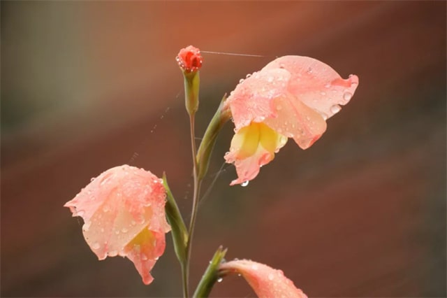 描寫春雨的詩句