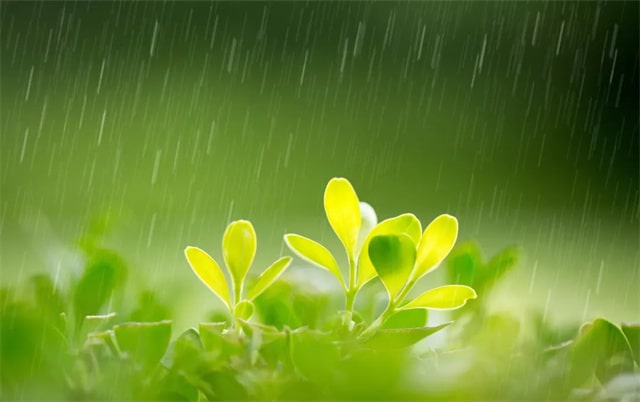 描寫春雨的詩句