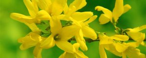 迎春花什么時(shí)候開(kāi)