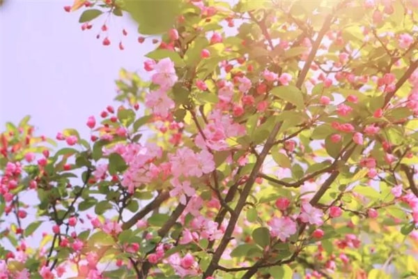 15種春天開的花及古詩句