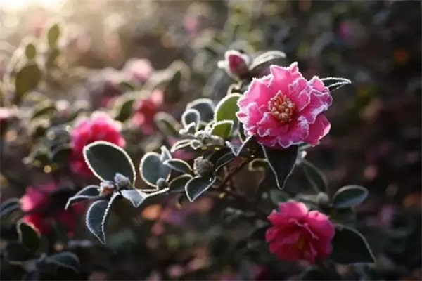 15種春天開的花及古詩句