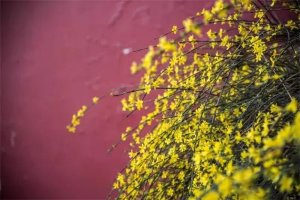 15種春天開的花及古詩句