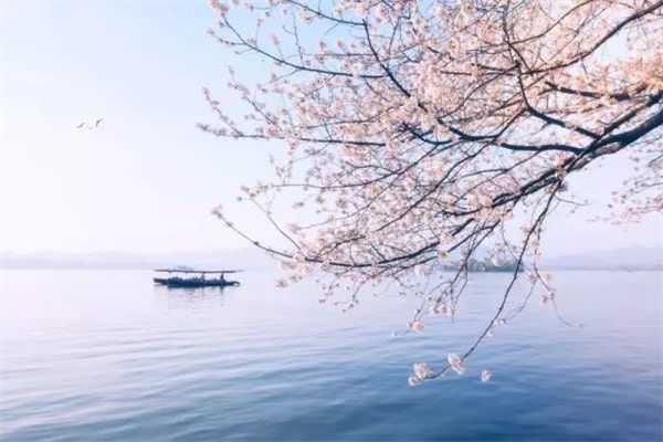 15種春天開的花及古詩句