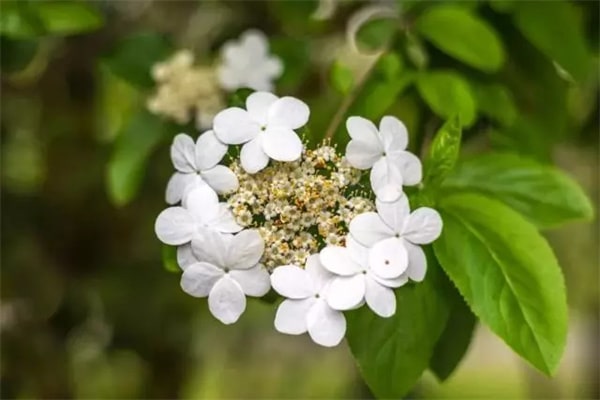 15種春天開的花及古詩句