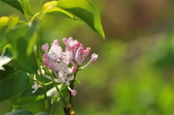 15種春天開的花及古詩句