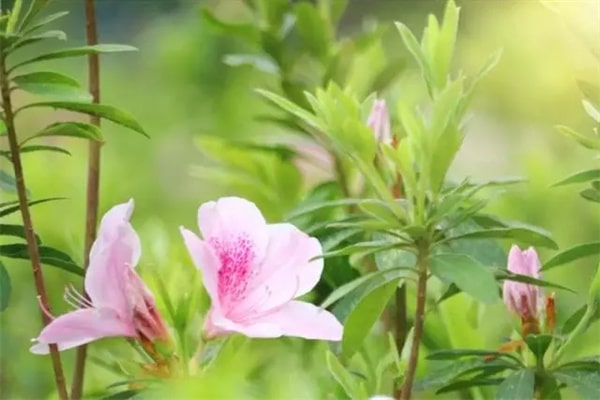 15種春天開的花及古詩句