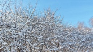 關(guān)于春雪的古詩(shī)