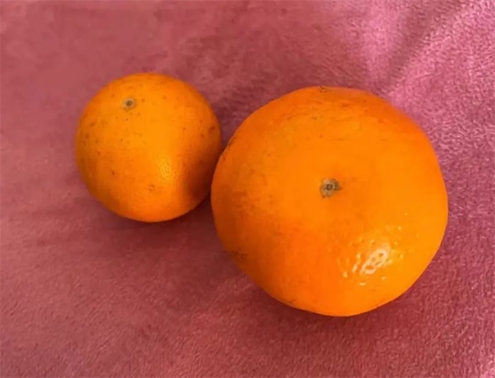 冰墩墩兒童創(chuàng)意手工教程