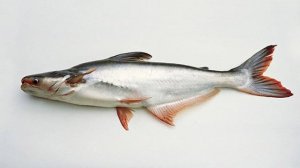 巴沙魚臟嗎？孩子能吃嗎？