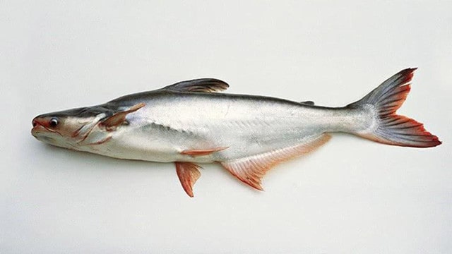 巴沙魚臟嗎？孩子能吃嗎？