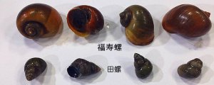 福壽螺和田螺的區(qū)別