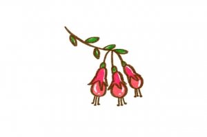 燈籠花簡(jiǎn)筆畫(huà)教程簡(jiǎn)單