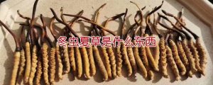 冬蟲夏草是什么東西