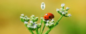 二十四節(jié)氣之驚蟄
