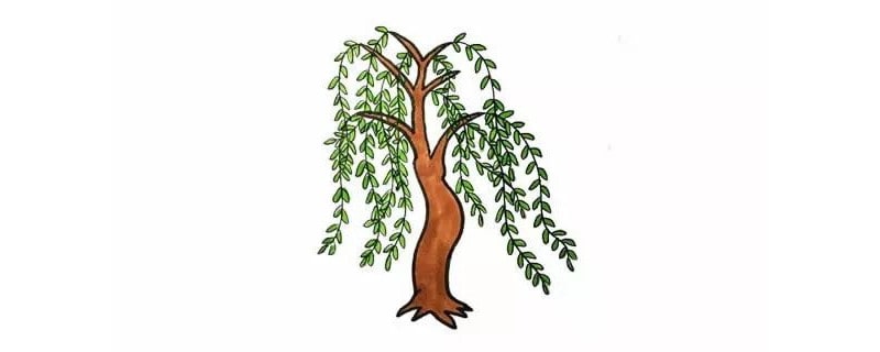柳樹簡筆畫怎么畫圖片帶顏色