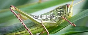 蝗蟲能吃嗎