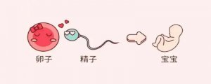 精子和卵子結(jié)合需要多長時間懷孕