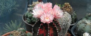 仙人球開(kāi)花是什么兆頭