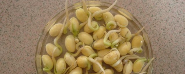 黃豆七天生長(zhǎng)過(guò)程記錄