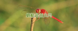蜻蜓是益蟲嗎
