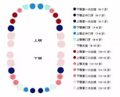 兒童換牙順序圖及注意事項