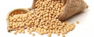 毛豆和黃豆是同一種東西嗎