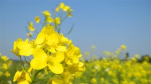 10首最美的油菜花古詩(shī)詞