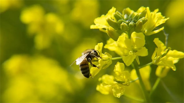 10首最美的油菜花古詩詞