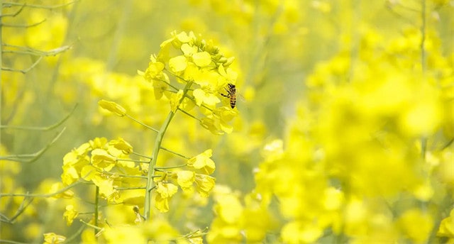 10首最美的油菜花古詩詞
