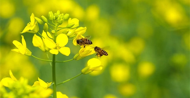10首最美的油菜花古詩詞