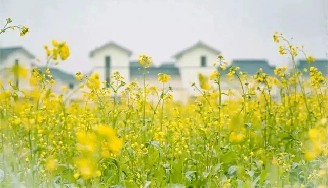 10首最美的油菜花古詩詞