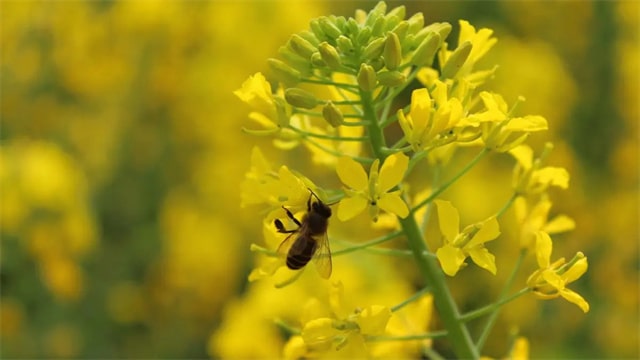 最美油菜花古詩詞，一段春光屬菜花