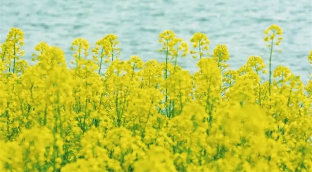 最美油菜花古詩詞，一段春光屬菜花